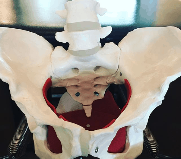 Pelvic Floor Skeleton