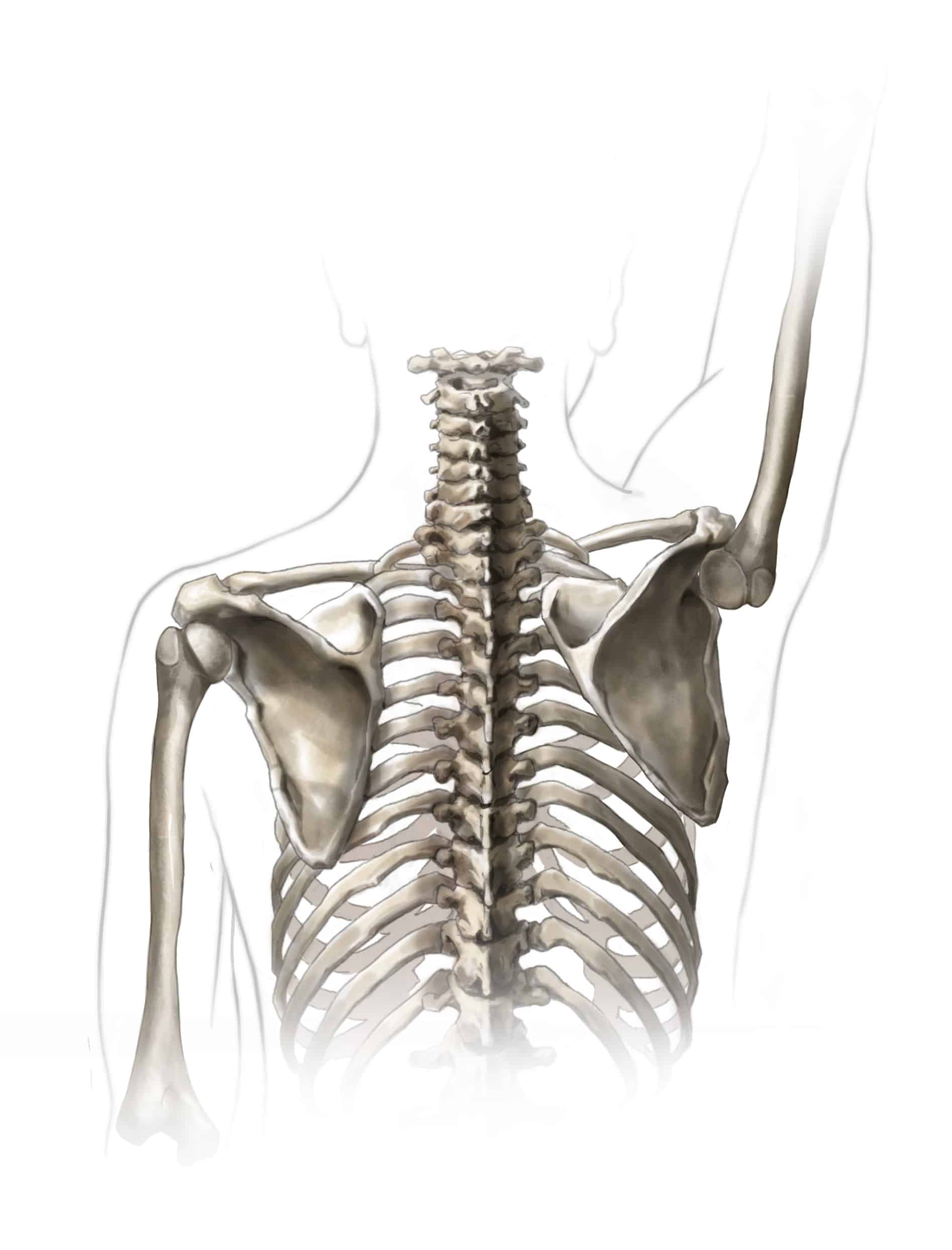 Why Rotator Cuff Exercises Won’t Fix Your Shoulder Pain