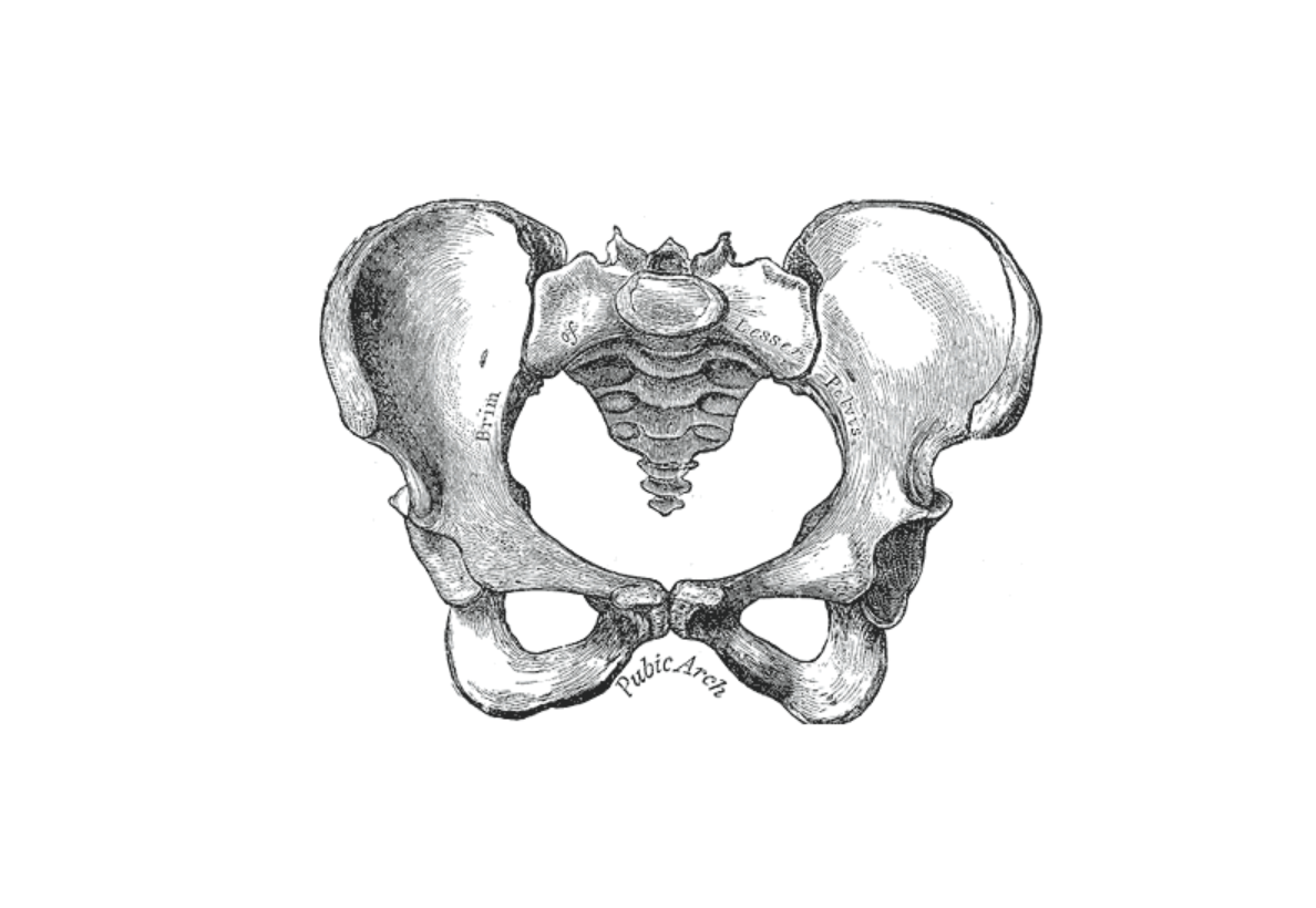 Moving Beyond the Kegel – A Pelvic Floor Workshop